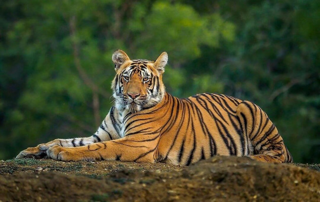 বিলুপ্তির শঙ্কা কাটিয়ে বাড়ছে রয়েল বেঙ্গল টাইগার