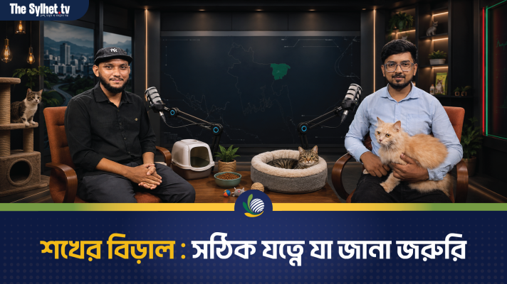 বিড়াল পালনের আগে যে বিষয়গুলো জানা জরুরি