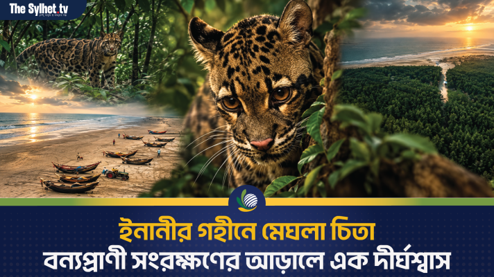 ইনানীর গহীনে মেঘলা চিতা : বন্যপ্রাণী সংরক্ষণের আড়ালে এক দীর্ঘশ্বাস